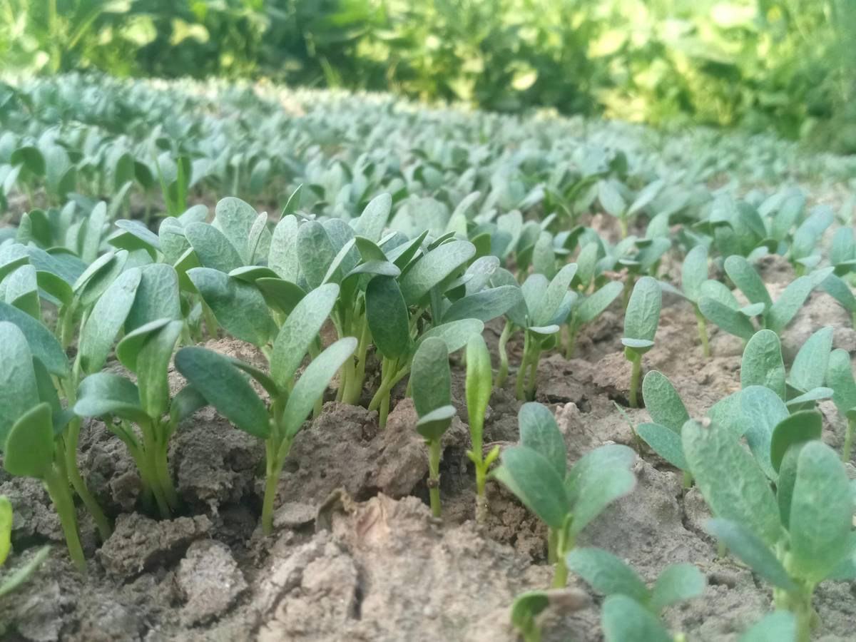 Trigonella foenum-graecum, Fenugreek: Herbaceous plants, aromatic seeds, used in culinary and traditional medicine, notable for its distinct flavor.